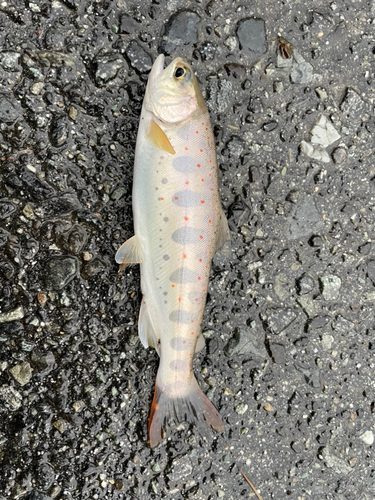 アマゴの釣果