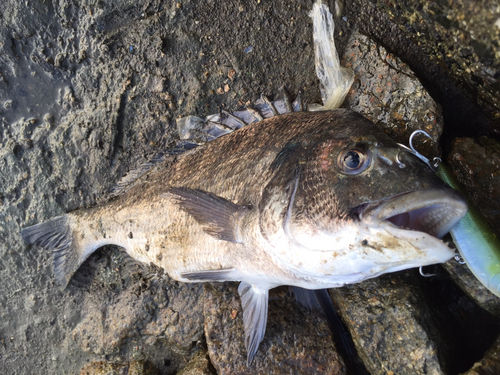 チヌの釣果