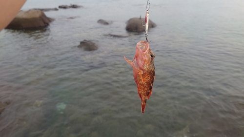 アラカブの釣果