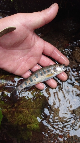 ヤマメの釣果