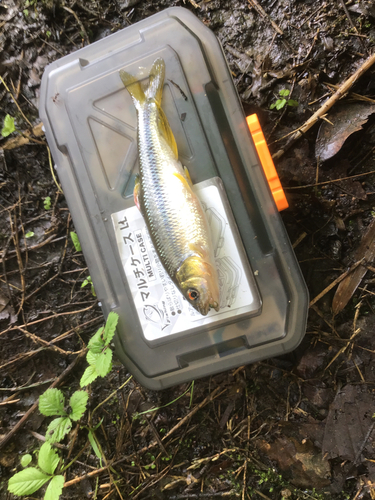 カワムツの釣果