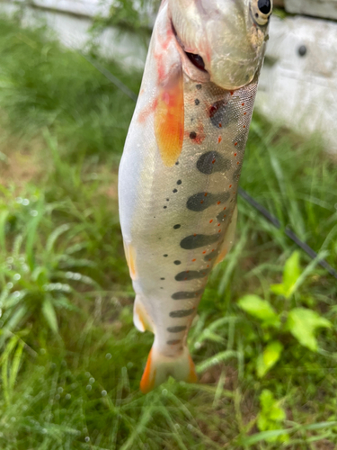 アマゴの釣果