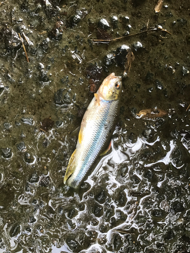 カワムツの釣果