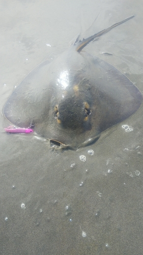 アカエイの釣果