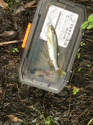 カワムツの釣果