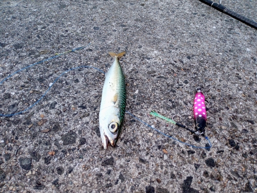 サバの釣果