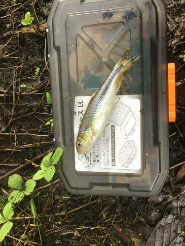 カワムツの釣果