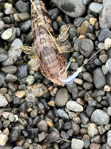 エソの釣果