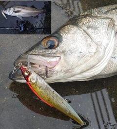 シーバスの釣果