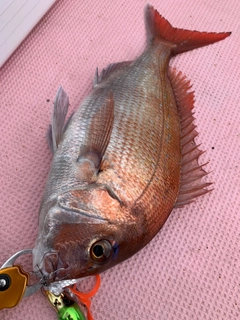 マダイの釣果