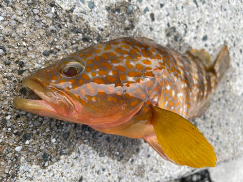 アコウの釣果