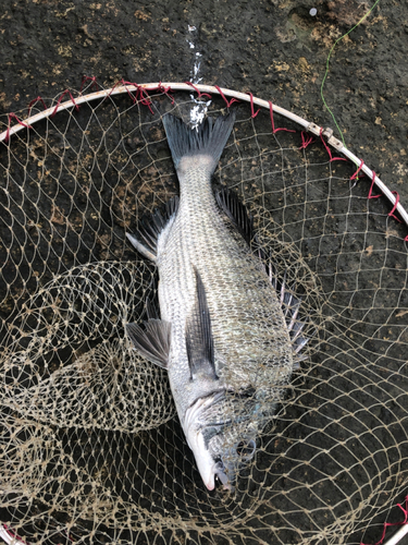 チヌの釣果