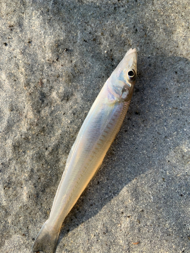 シロギスの釣果