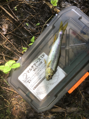 カワムツの釣果