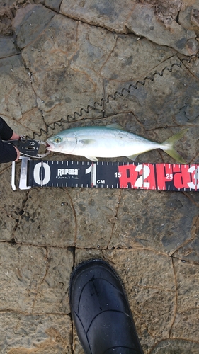 ヤズの釣果