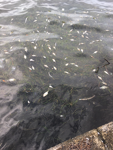 アイゴの釣果