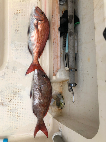 マダイの釣果