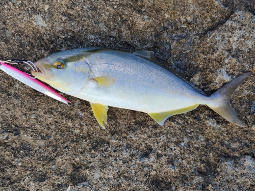 カンパチの釣果