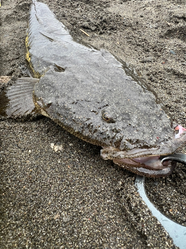 マゴチの釣果