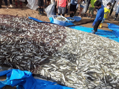 アジの釣果