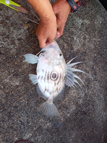 マトウダイの釣果