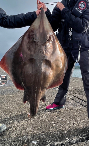 エイの釣果