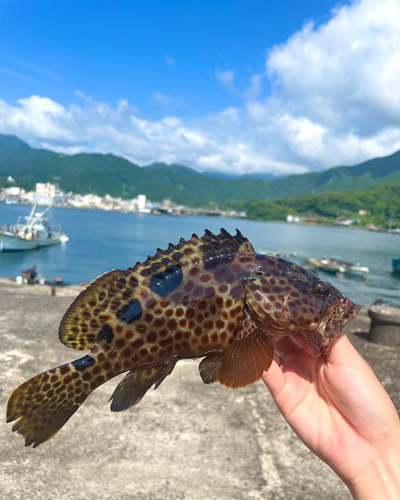 オオモンハタの釣果