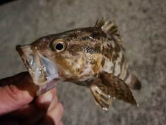 タケノコメバルの釣果