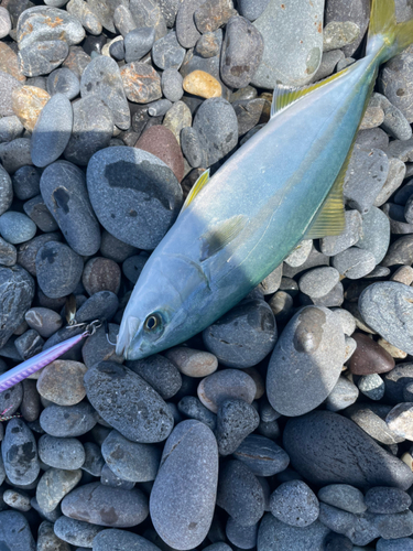 ツバスの釣果