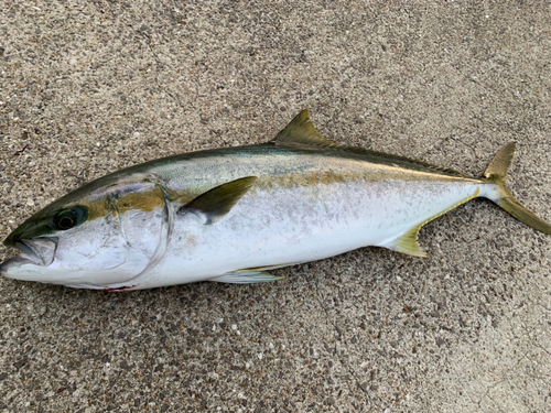 ヒラマサの釣果