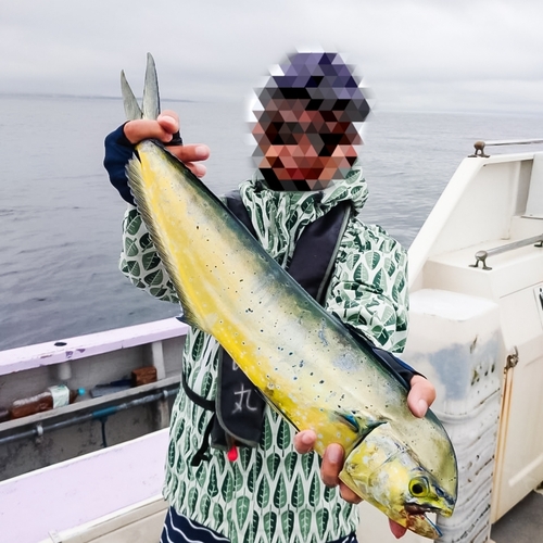 シイラの釣果