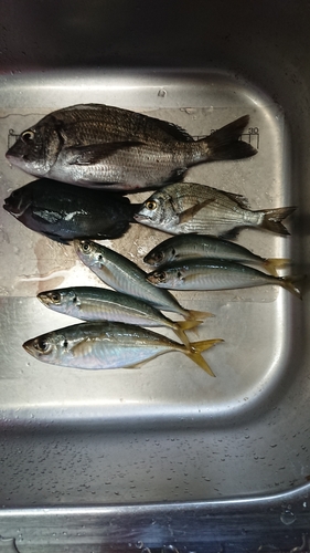 アジの釣果