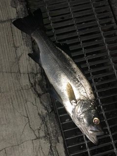 ヒラスズキの釣果