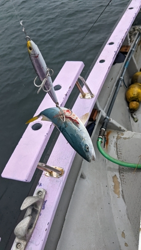 ワカシの釣果