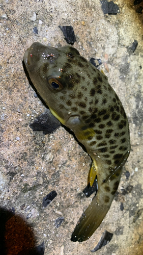 フグの釣果