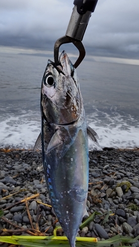 ワカシの釣果