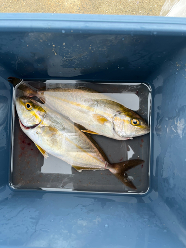 ツバスの釣果