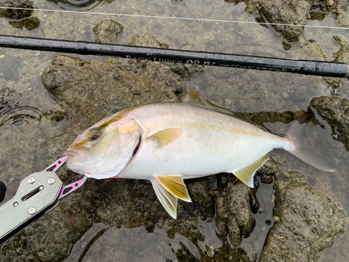 ショゴの釣果