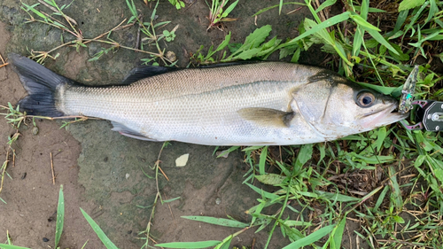 フッコ（マルスズキ）の釣果