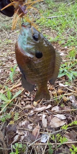 ブルーギルの釣果