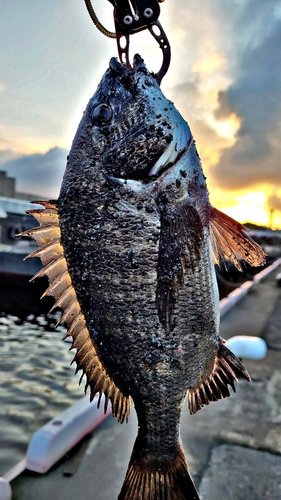 クロダイの釣果