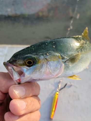 ブリの釣果