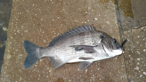 クロダイの釣果