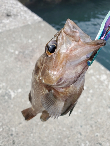 ガヤの釣果