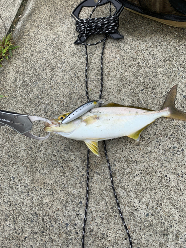 ショゴの釣果