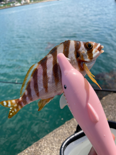 タカノハダイの釣果