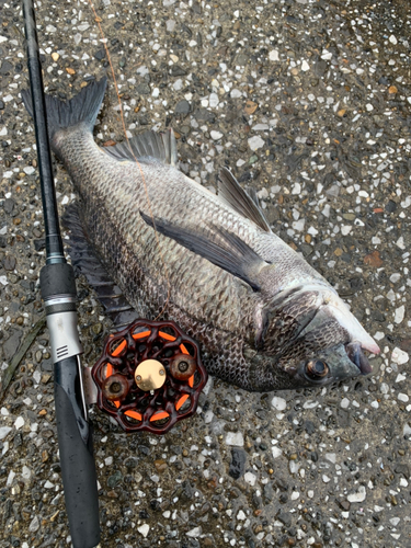 クロダイの釣果