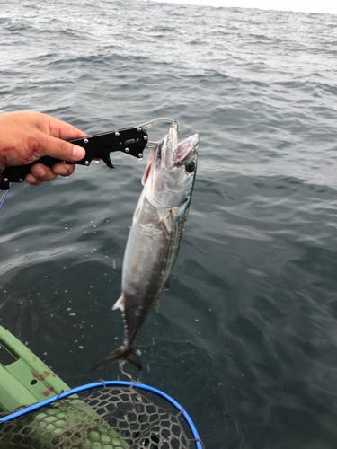 ハガツオの釣果