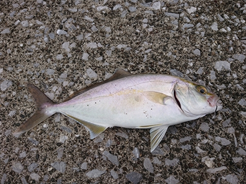 ネリゴの釣果