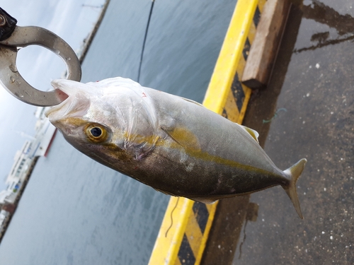 ショゴの釣果